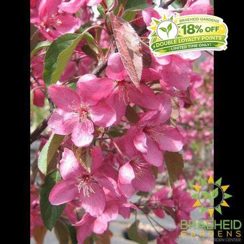 Radiant Flowering Crabapple- Tree for sale, Grown in Grande Prairie -Braeheid Gardens Ltd. on Emerson Trail
