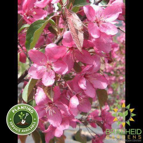 Radiant Flowering Crabapple- Tree for sale, Grown in Grande Prairie -Braeheid Gardens Ltd. on Emerson Trail