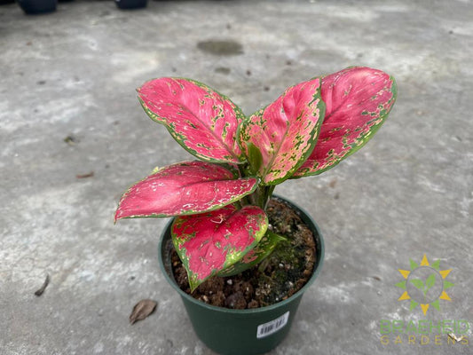 Aglaonema Red Fountain Chinese Evergreen