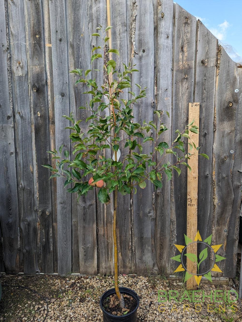 Rescue Crabapple- Tree for sale, Grown in Grande Prairie -Braeheid Gardens Ltd. on Emerson Trail