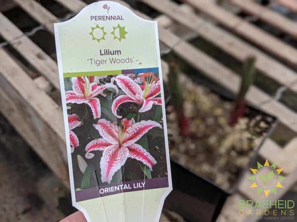 Asiatic Lily 'Tiger Woods' - NO SHIP -