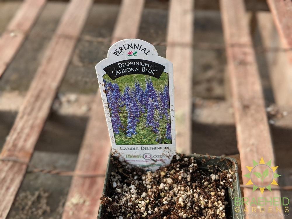 Candle Delphinium 'Aurora BLue' -NO SHIP-
