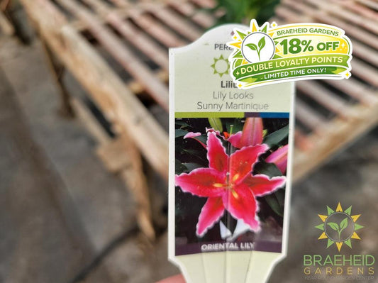 Oriental Lily 'Sunny Martinique' - NO SHIP -