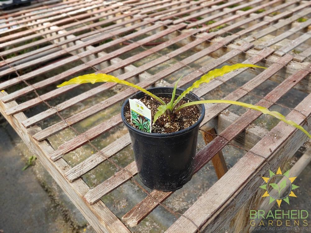 Hosta 'Curly Fries' -NO SHIP -