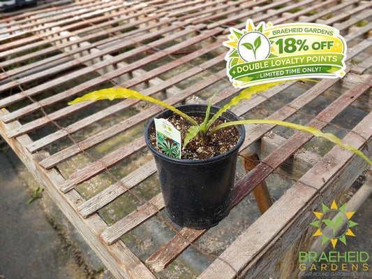 Hosta 'Curly Fries' -NO SHIP -