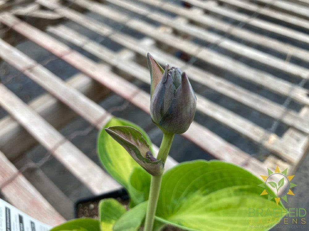 Warwick Comet Hosta - NO SHIP