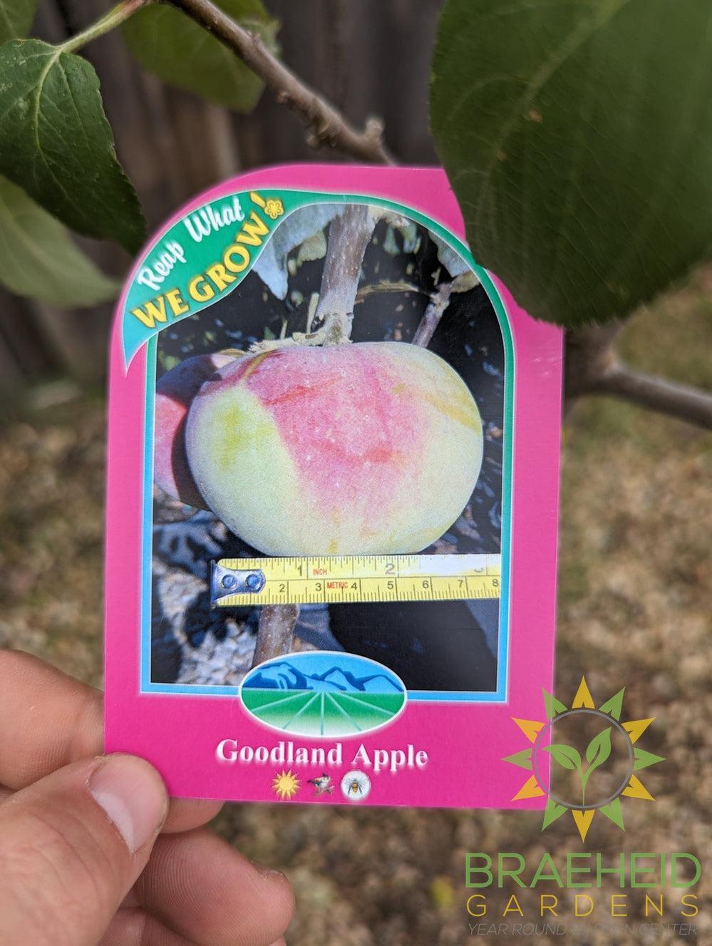 Goodland Apple- Tree for sale, Grown in Grande Prairie -Braeheid Gardens Ltd. on Emerson Trail