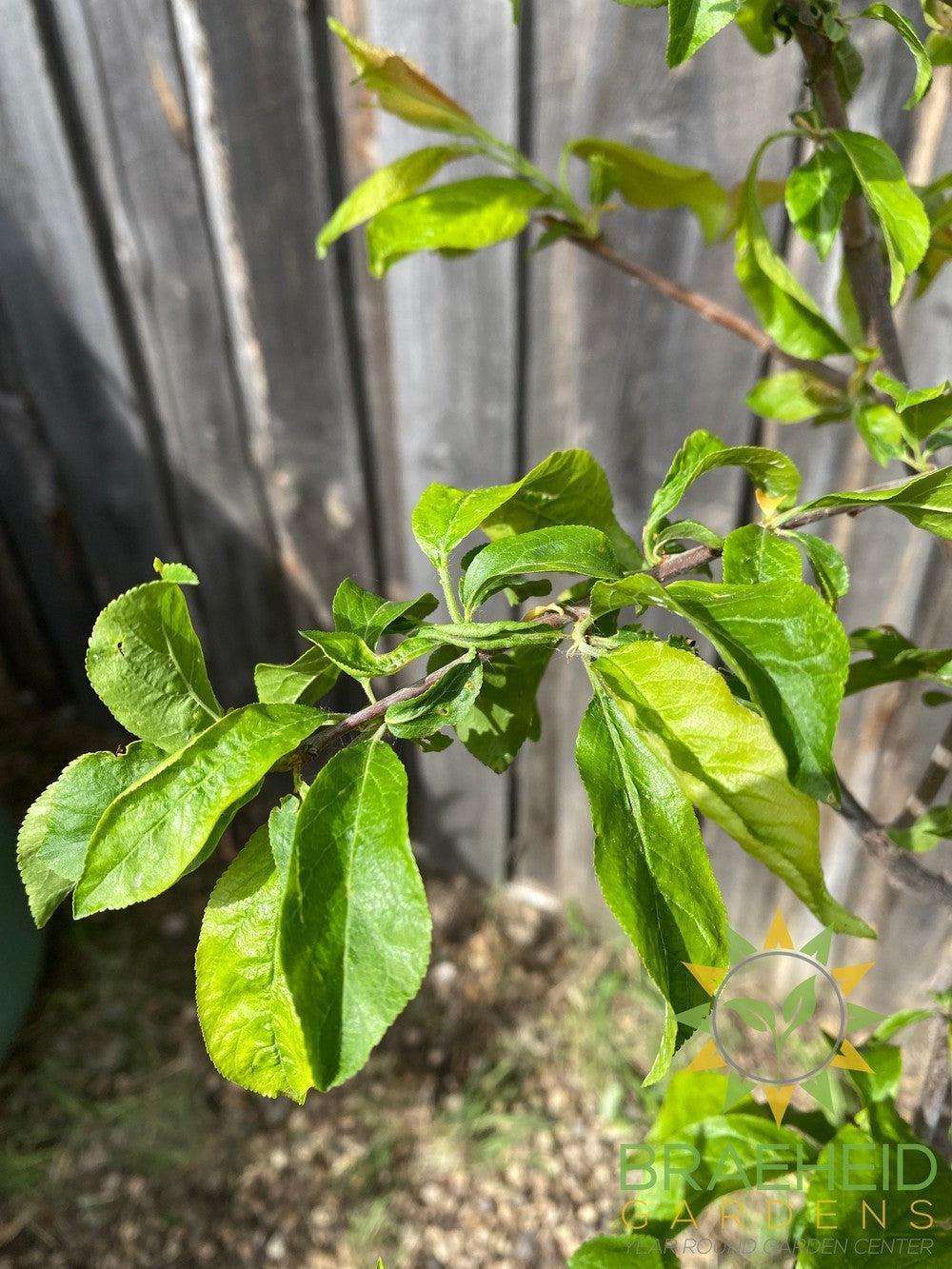 Queen of Hearts Plum- Tree for sale, Grown in Grande Prairie -Braeheid Gardens Ltd. on Emerson Trail