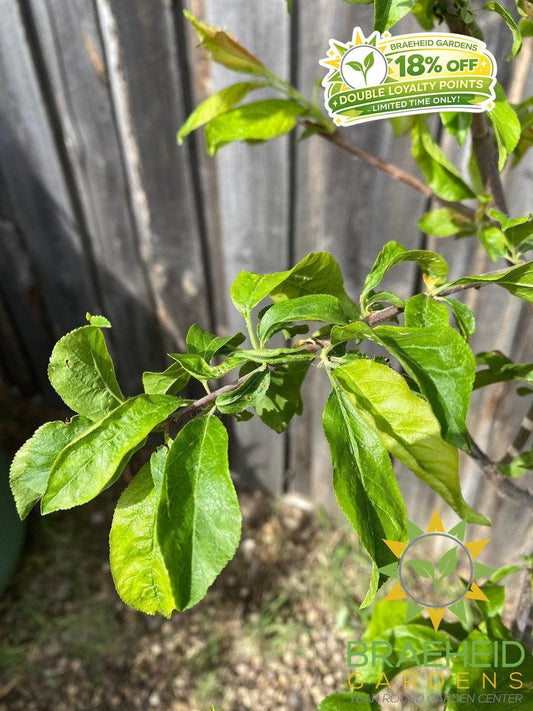 Queen of Hearts Plum- Tree for sale, Grown in Grande Prairie -Braeheid Gardens Ltd. on Emerson Trail