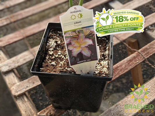 Lilium Tiger Lily 'Tricolor' -NO SHIP-