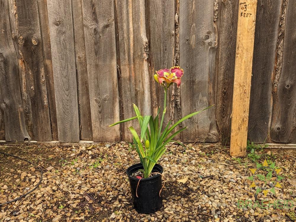 Daylily Collage - NO SHIP -