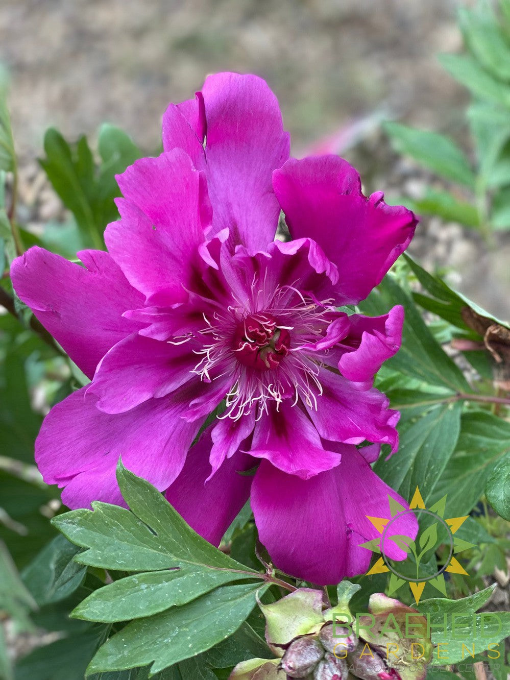 Purple Sensation Itoh Peony