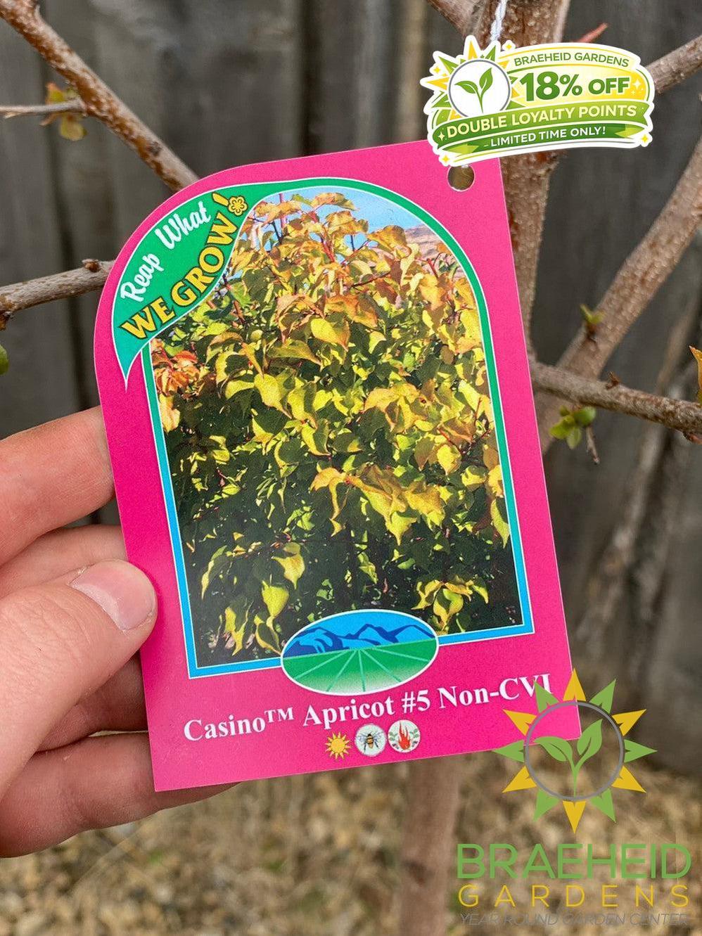 Casino™ Apricot- Tree for sale, Grown in Grande Prairie -Braeheid Gardens Ltd. on Emerson Trail