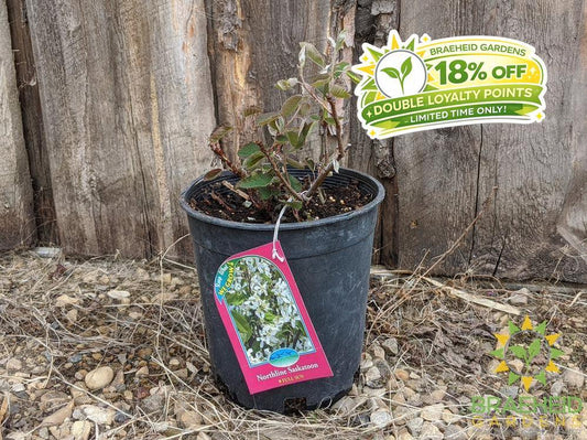 Buy Northline Saskatoon an Edible Shrub in Grande Prairie Alberta - Braeheid Gardens Ltd.