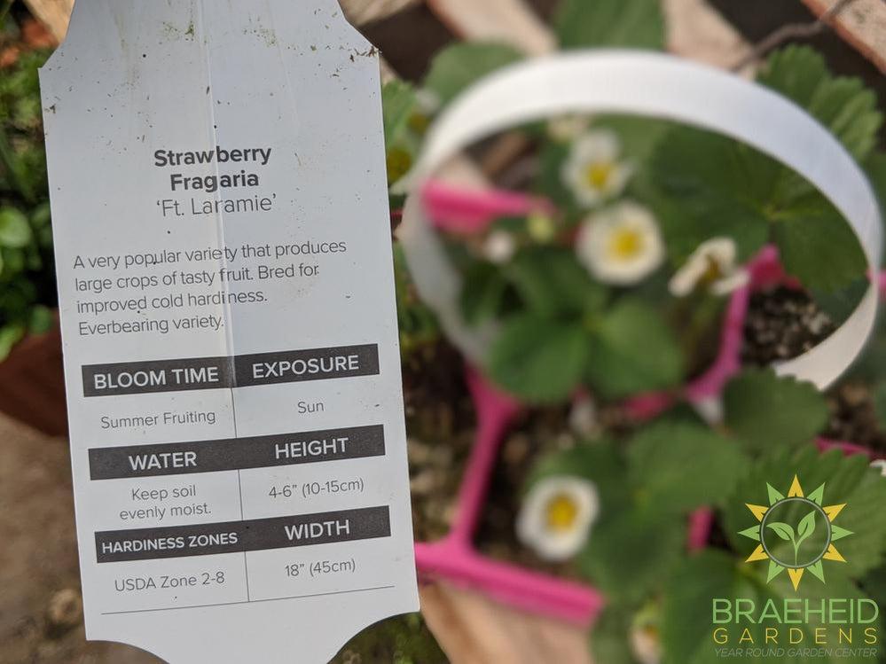 Strawberry Fragaria 'Ft. Laramie'  -NO SHIP-