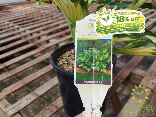 Hosta 'Whirlwind' - NO SHIP -