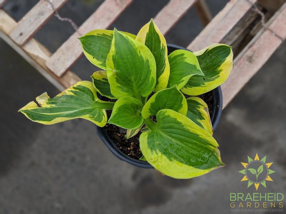 Brim Cup Hosta - NO SHIP