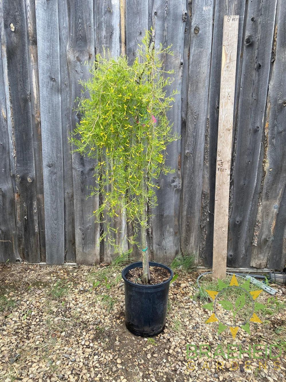 Weeping Caragana- Tree for sale, Grown in Grande Prairie -Braeheid Gardens Ltd. on Emerson Trail