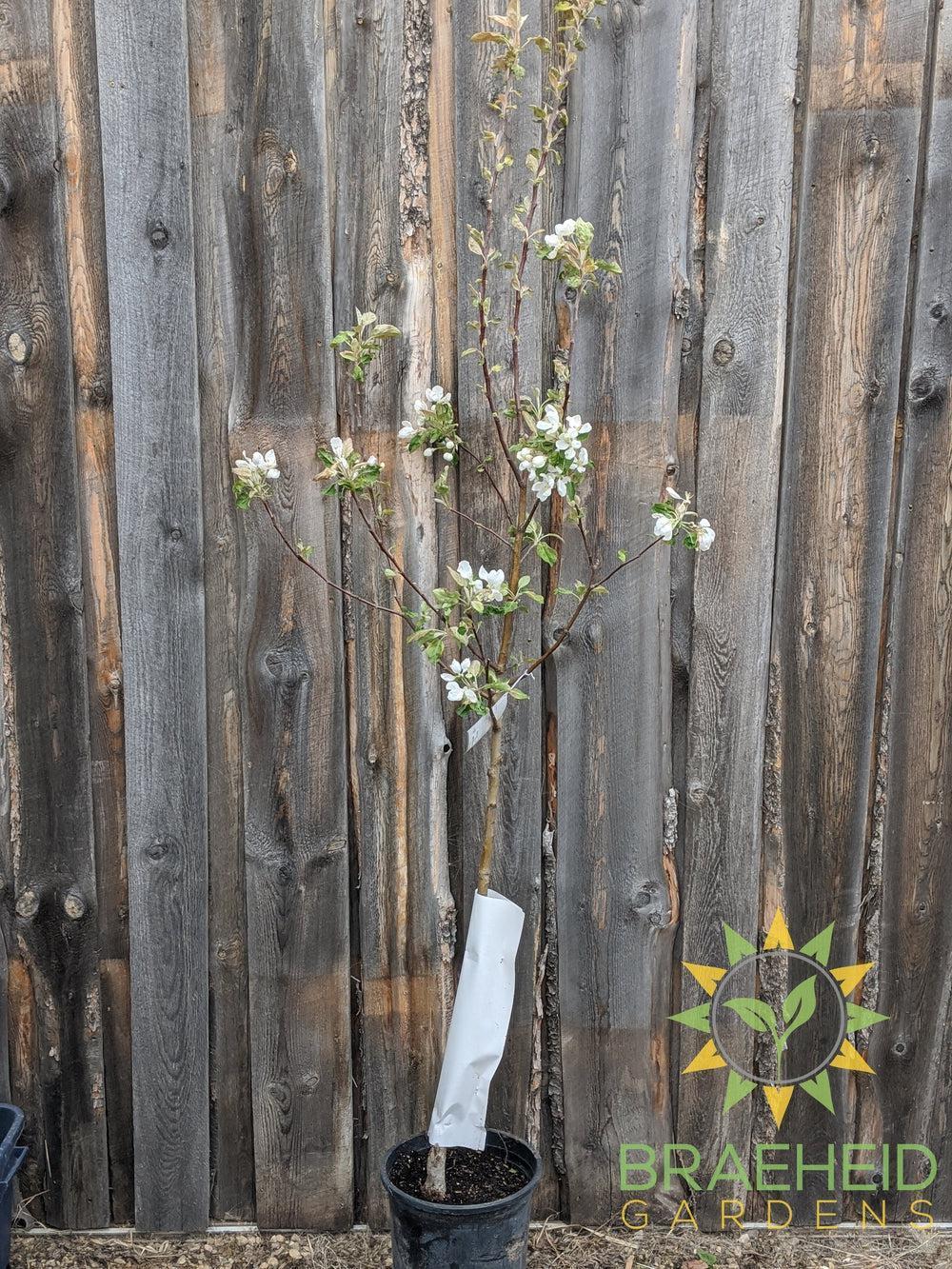 Parkland Apple- Tree for sale, Grown in Grande Prairie -Braeheid Gardens Ltd. on Emerson Trail
