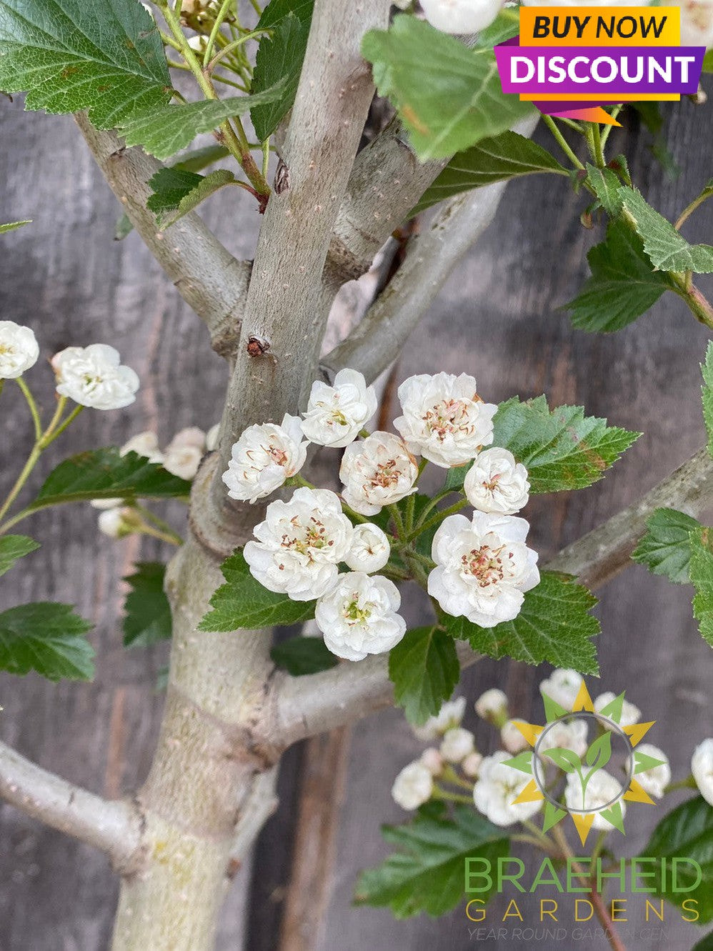 Snowbird Hawthorn