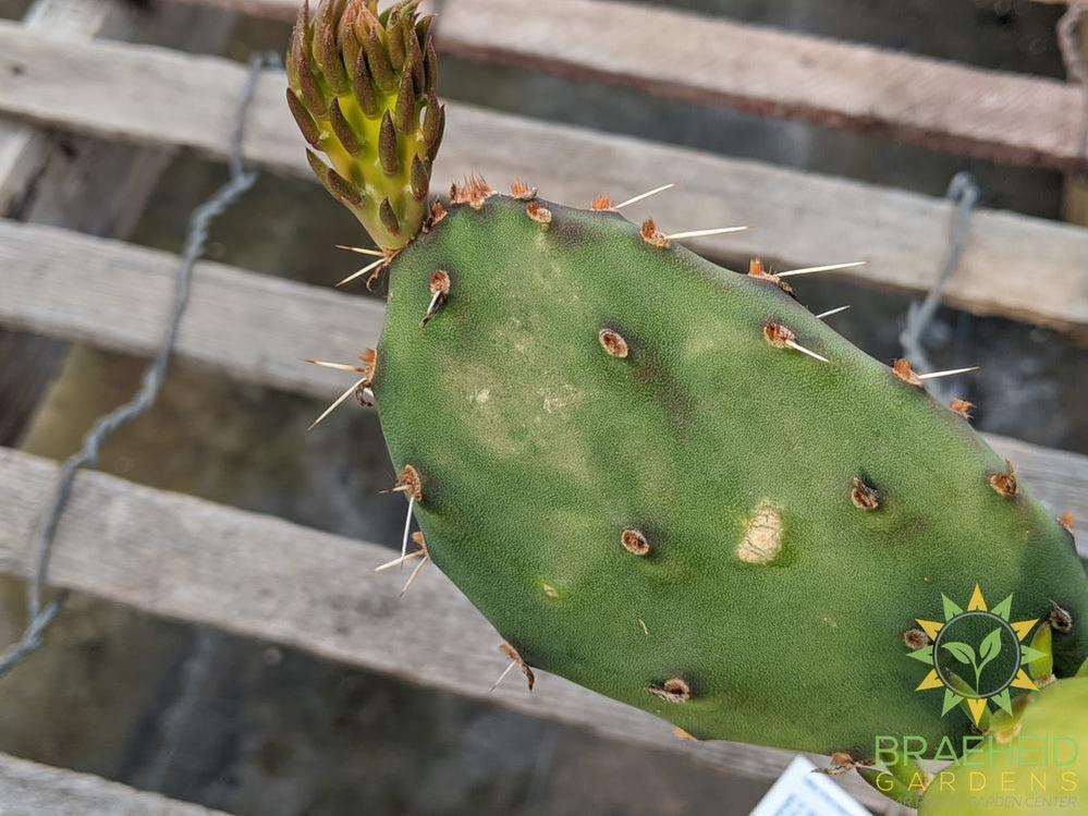 Opuntia Phaeacantha 'Pink Flower' - Cold Hardy