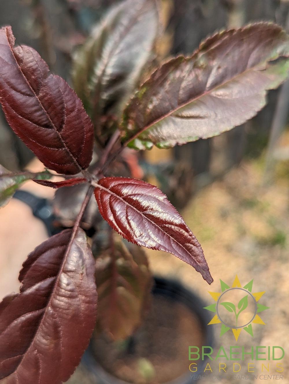 Royalty Flowering Crabapple- Tree for sale, Grown in Grande Prairie -Braeheid Gardens Ltd. on Emerson Trail
