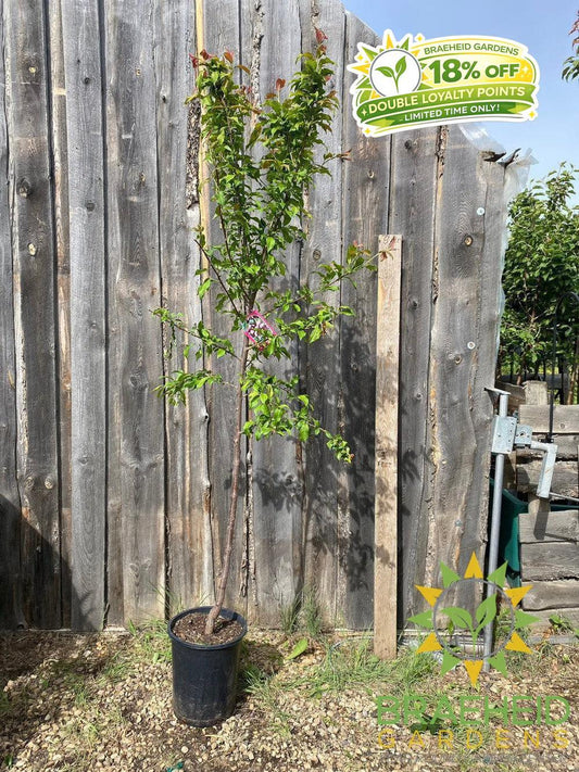 Tecumseh Plum- Tree for sale, Grown in Grande Prairie -Braeheid Gardens Ltd. on Emerson Trail