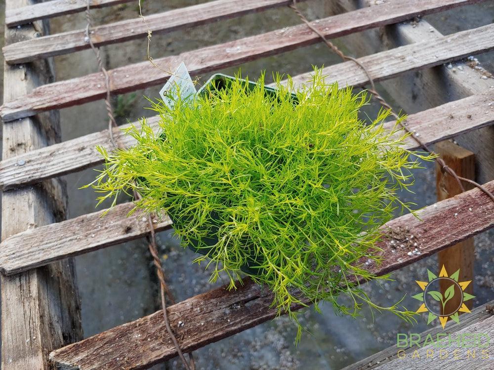 Golden Moss 'Aurea' -NO SHIP-