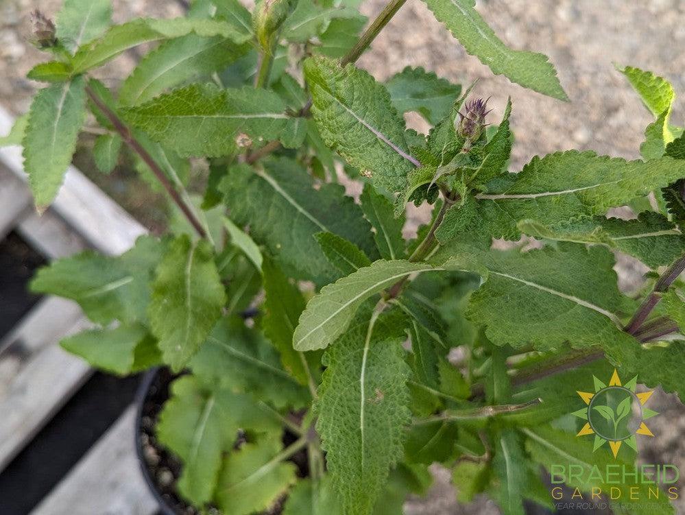 Salvia Sage 'Blue Marvel' - NO SHIP -