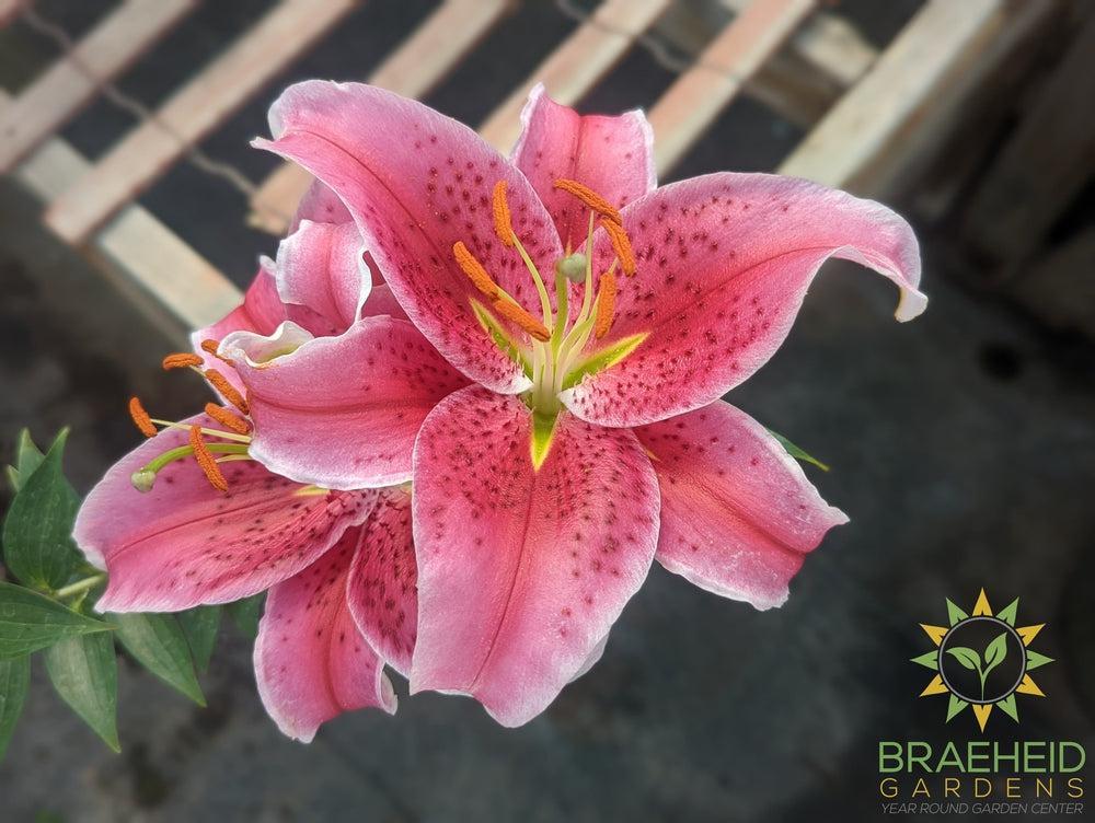 Asiatic Lily 'Stargazer' - NO SHIP -