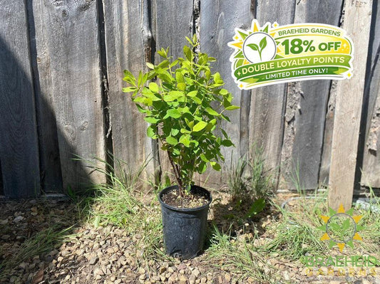 Buy HoneyBee Haskap Berry an Edible Shrub in Grande Prairie Alberta - Braeheid Gardens Ltd.