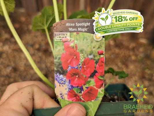 Hollyhock 'Mars Magic' - NO SHIP -