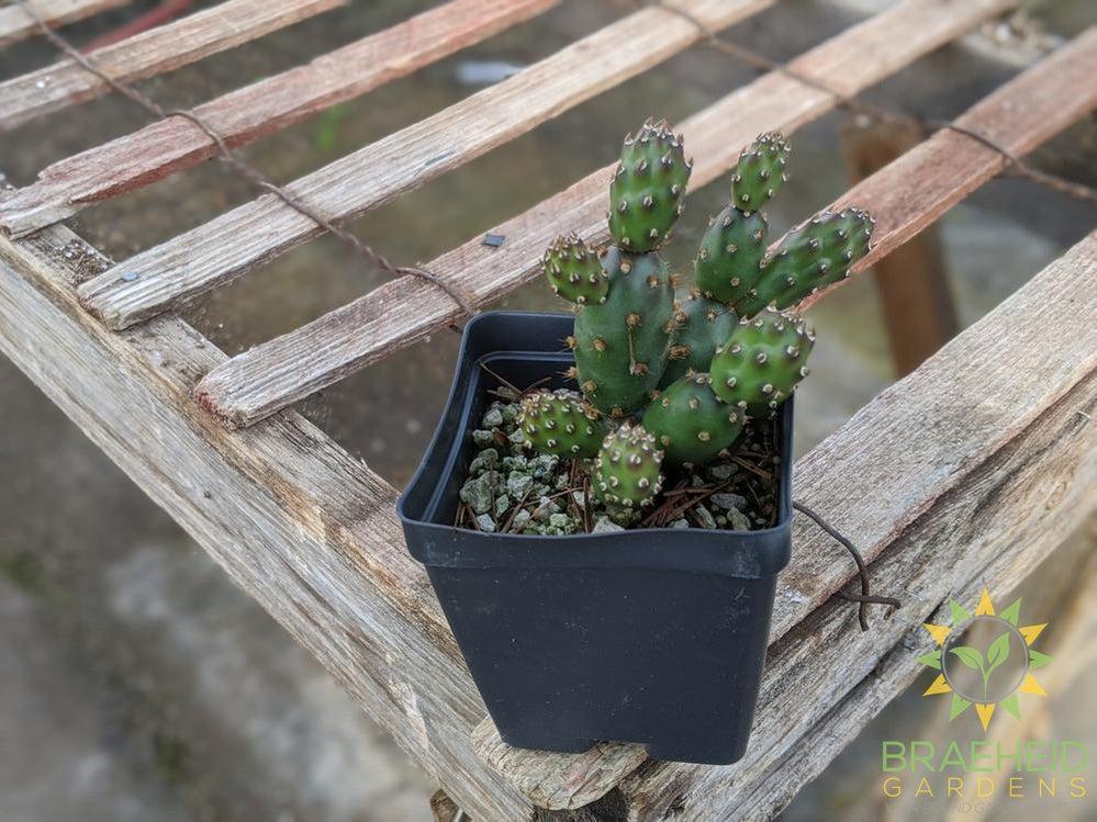 Opuntia Fragilis 'Bronze Beauty' - Cold Hardy