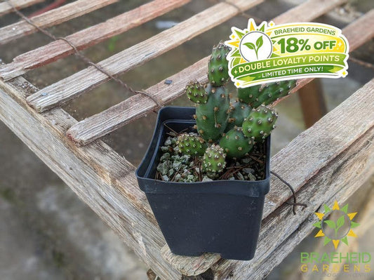 Opuntia Fragilis 'Bronze Beauty' - Cold Hardy