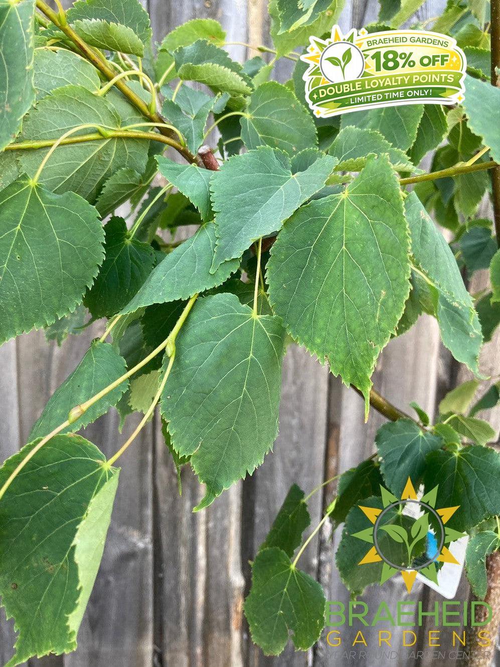 Greenspire® Linden- Tree for sale, Grown in Grande Prairie -Braeheid Gardens Ltd. on Emerson Trail