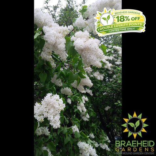 Mount Baker Lilac