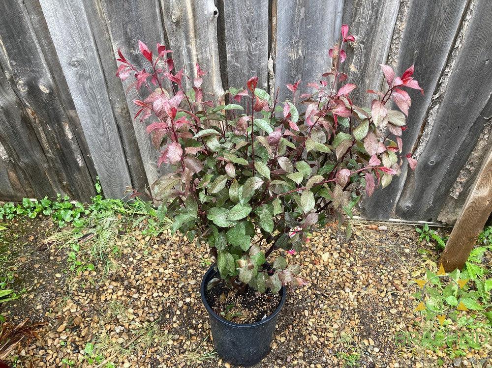 Purple Leaf Plum/Sand Cherry- Tree for sale, Grown in Grande Prairie -Braeheid Gardens Ltd. on Emerson Trail