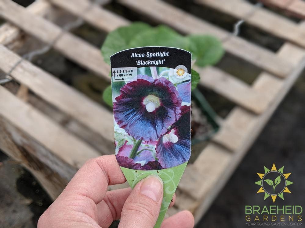 Hollyhock 'Blacknight' - NO SHIP -