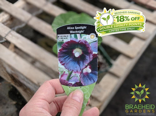 Hollyhock 'Blacknight' - NO SHIP -