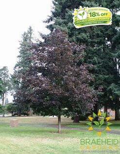 Prairie Splendor Norway Maple