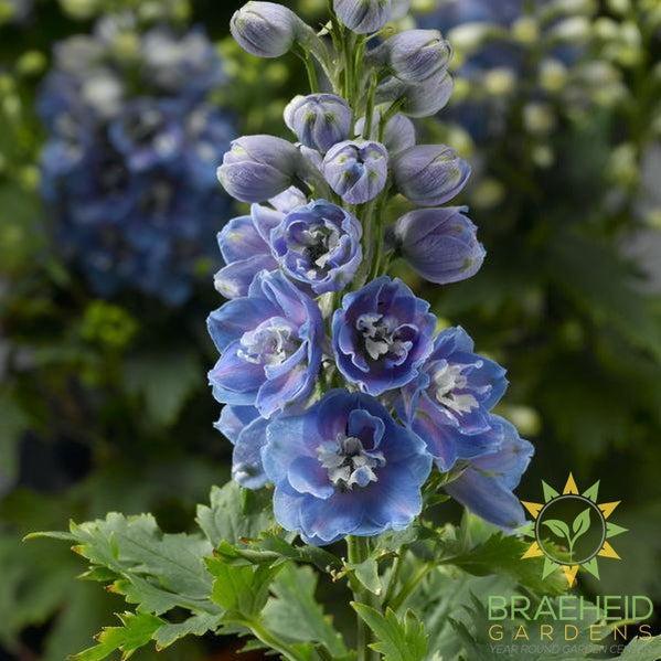 Light Blue White Bee Delphinium