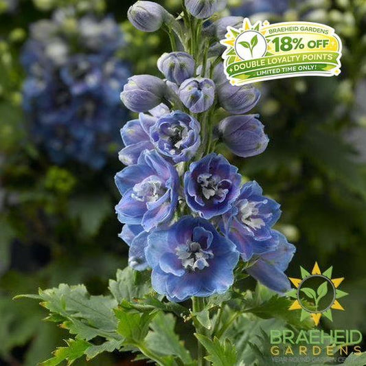 Light Blue White Bee Delphinium