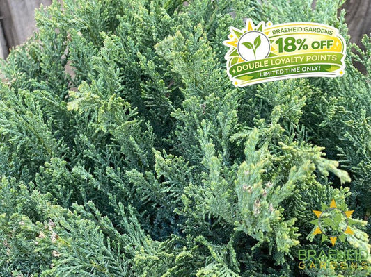 New Blue Tamarix Juniper