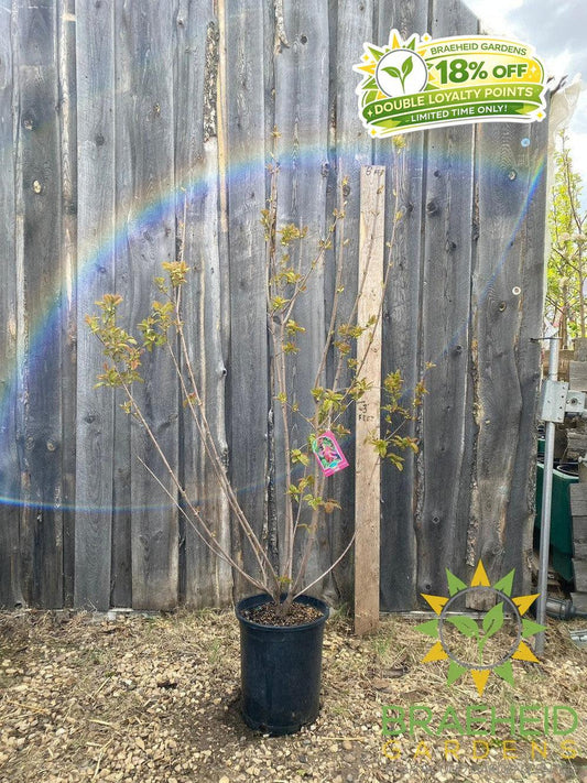 Hot Wings® Tatarian Maple- Tree for sale, Grown in Grande Prairie -Braeheid Gardens Ltd. on Emerson Trail