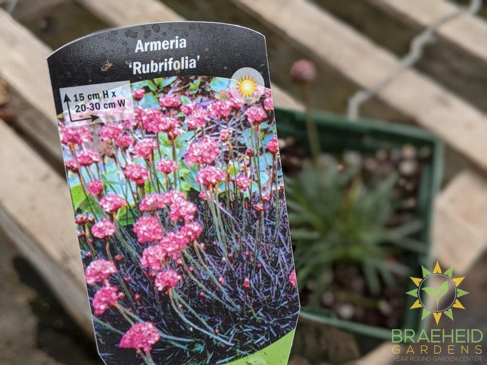 Armeria 'Rubrifolia' - NO SHIP -