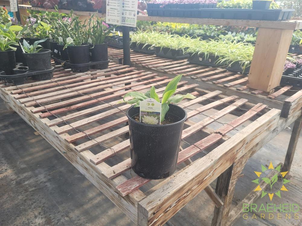 Hosta 'White Feather' - NO SHIP -