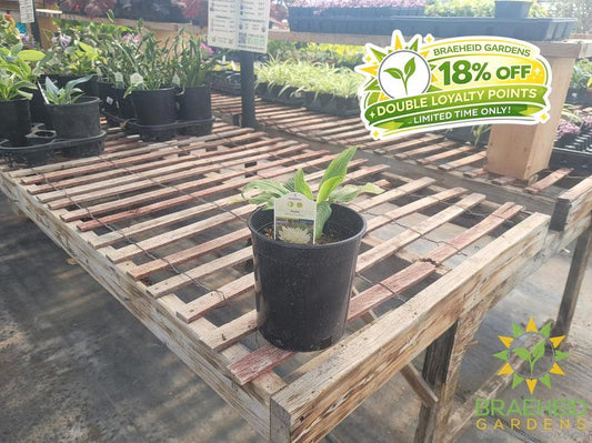 Hosta 'White Feather' - NO SHIP -
