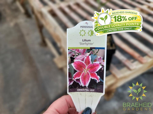 Oriental Lily Starfighter - NO SHIP -