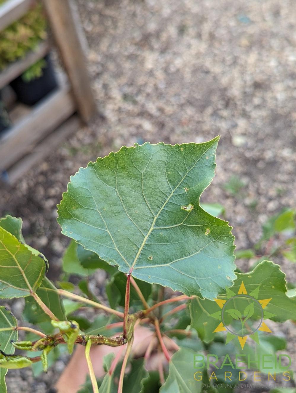 Prairie Sky Poplar- Tree for sale, Grown in Grande Prairie -Braeheid Gardens Ltd. on Emerson Trail