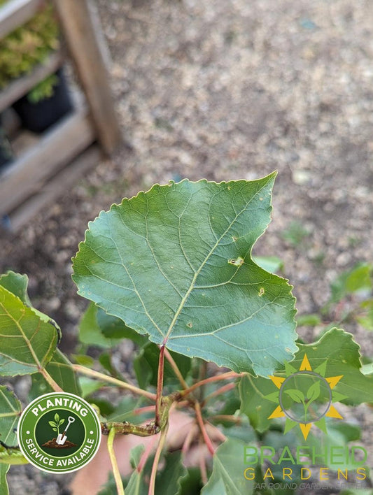 Prairie Sky Poplar- Tree for sale, Grown in Grande Prairie -Braeheid Gardens Ltd. on Emerson Trail